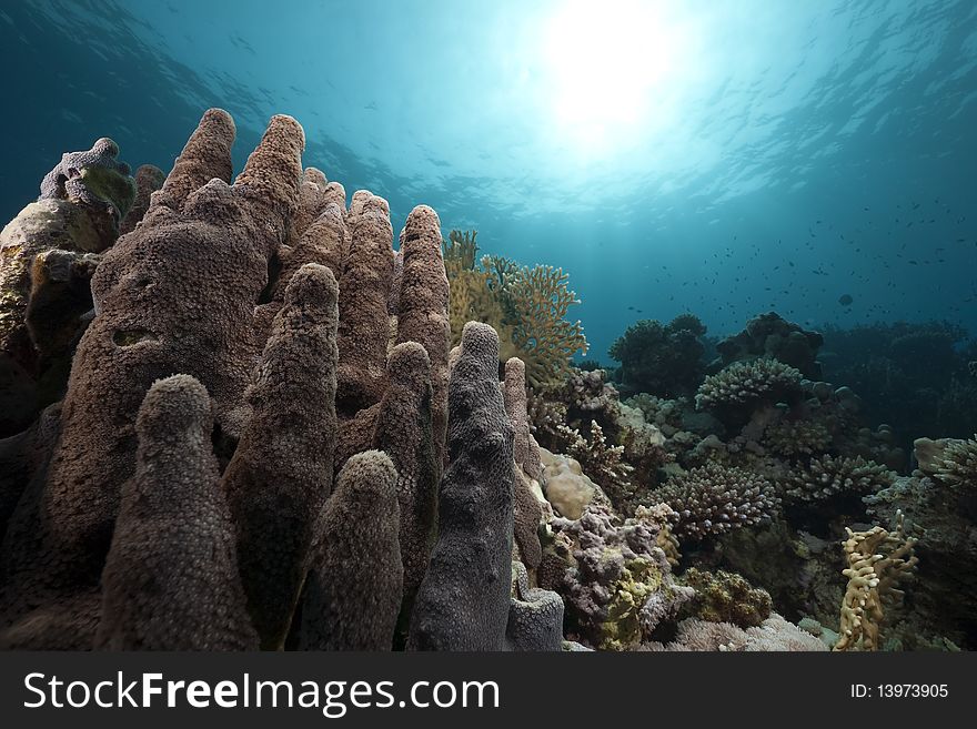 Ocean and coral taken in the Red Sea.