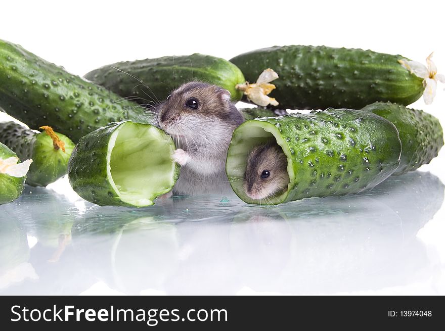 Hamster in food on the white isolated background. Hamster in food on the white isolated background