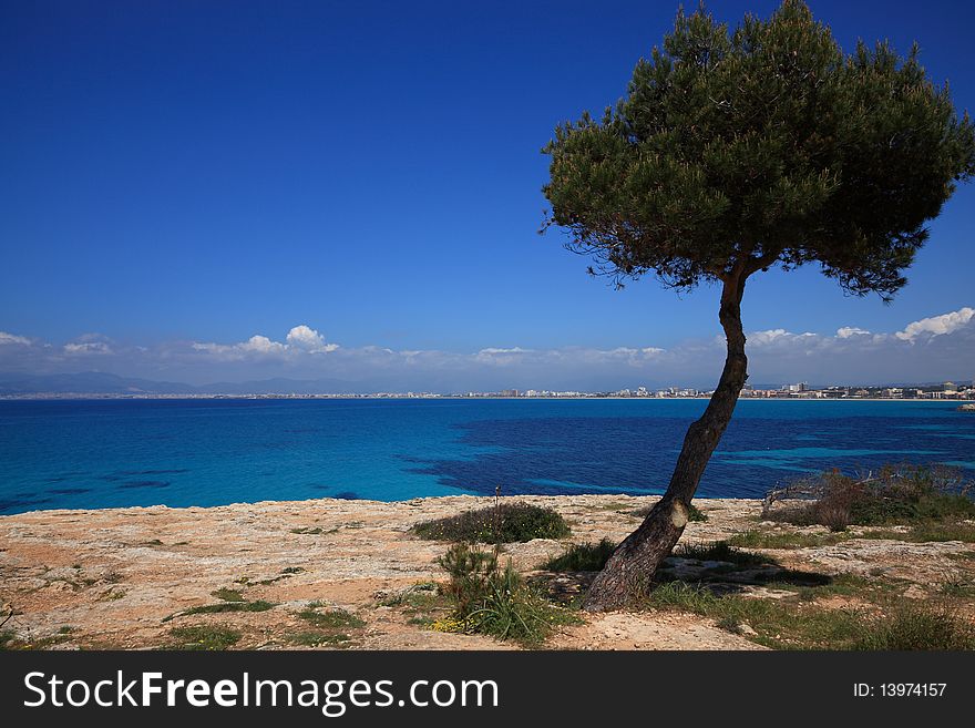 A lone tree sits on a rocky bluff overlooking the beautiful blue waters of the Mediterranean Sea. A lone tree sits on a rocky bluff overlooking the beautiful blue waters of the Mediterranean Sea.