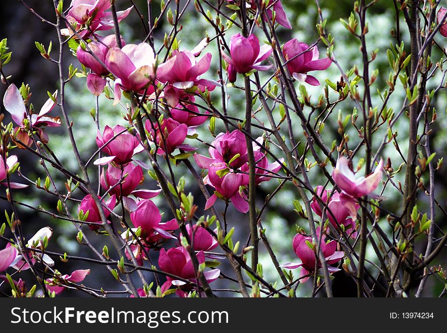 Magnolia pink bush in the springtime. Magnolia pink bush in the springtime