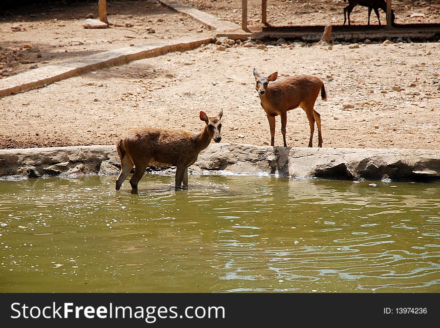 Two deers at the pond or lake