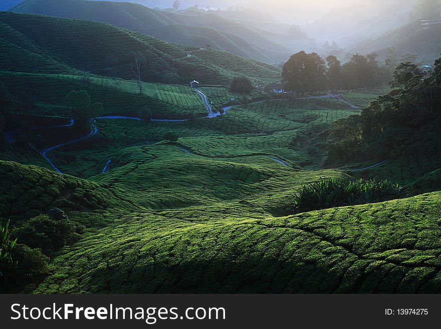 Tea plantation view in morning