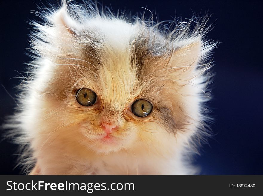 Close up of persian kitten with blue background