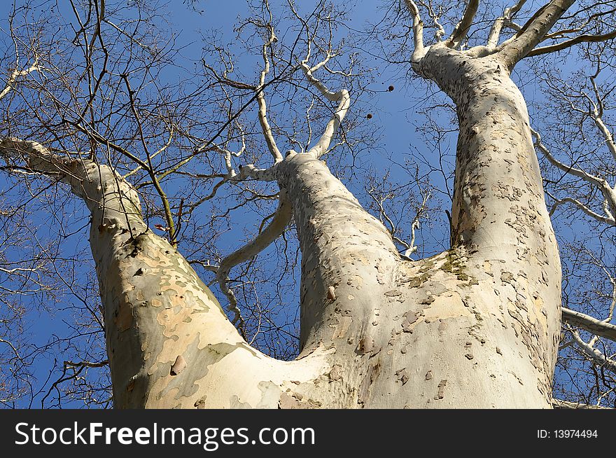 Plane Tree In Spring