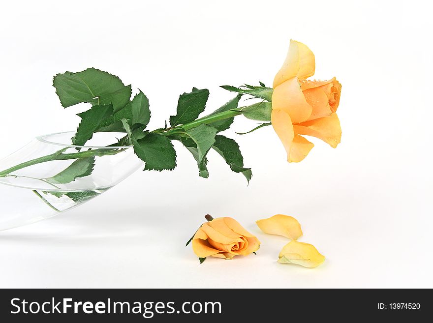 Yellow bud and petals on white background. Yellow bud and petals on white background