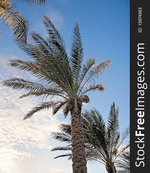 Shapes of tropical palms on Sinai.