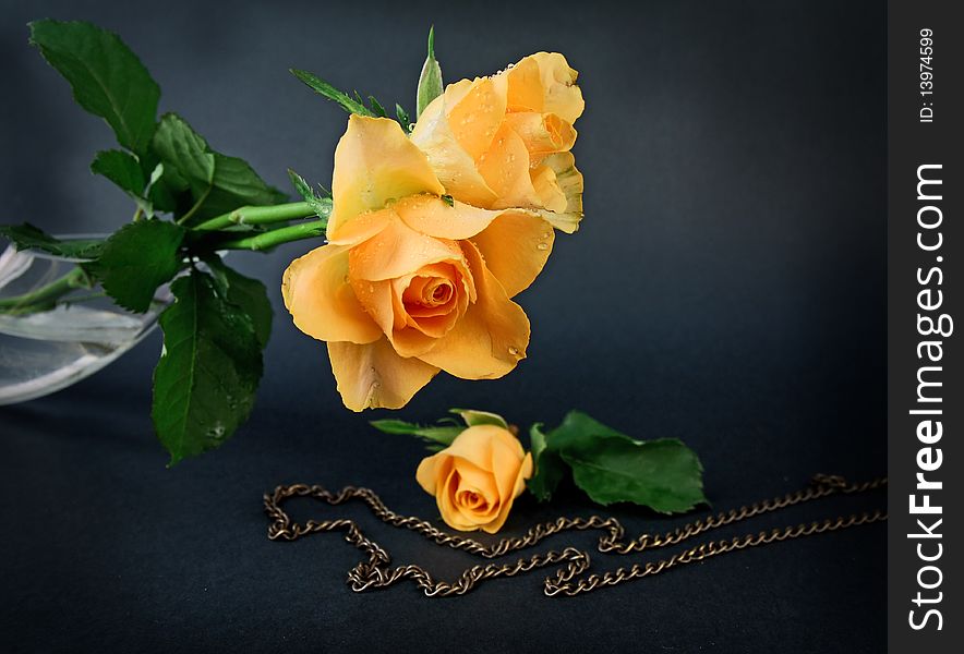 Close up bright yellow rose and a chain. Close up bright yellow rose and a chain