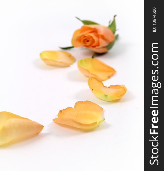 Yellow bud and petals on white background