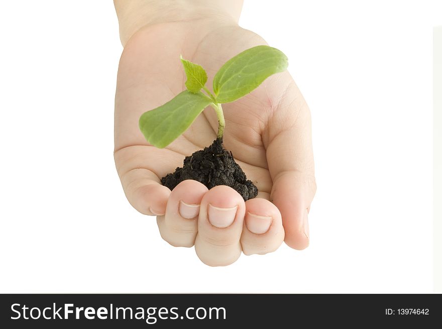 Seedling in his hand on a white background