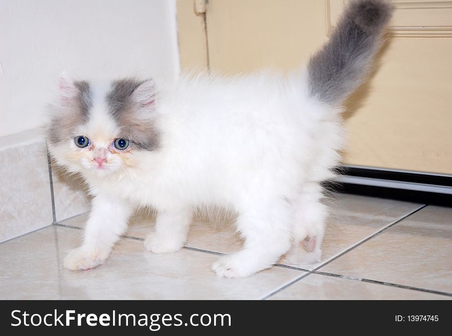 Persian kitten