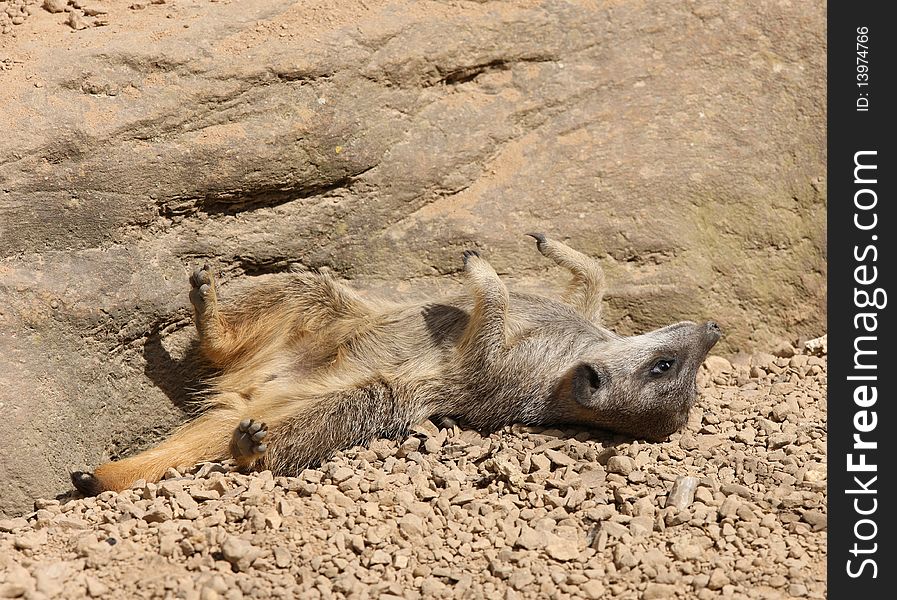 A young Meerkat sunbathing in the recent hot weather