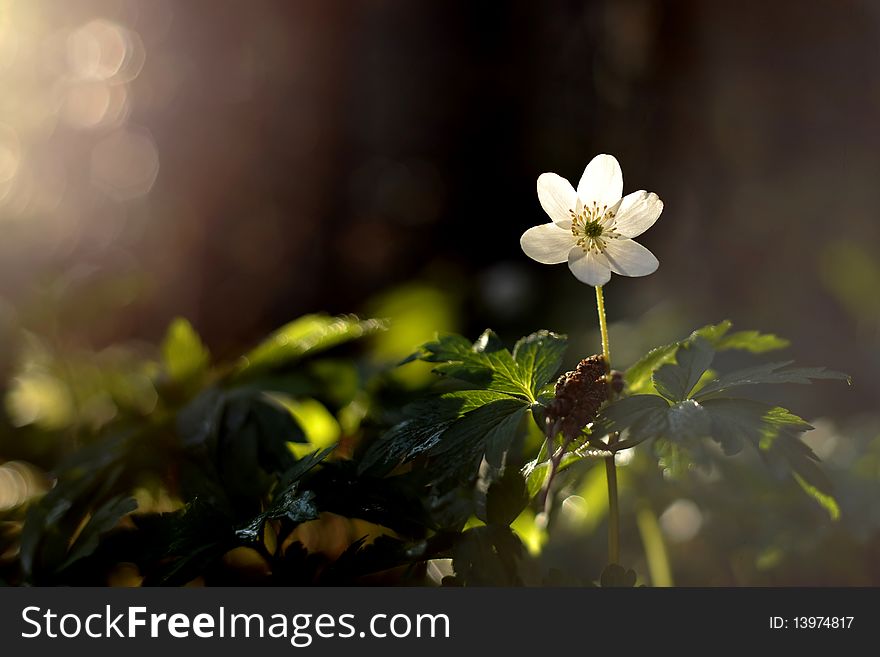 White Beauty