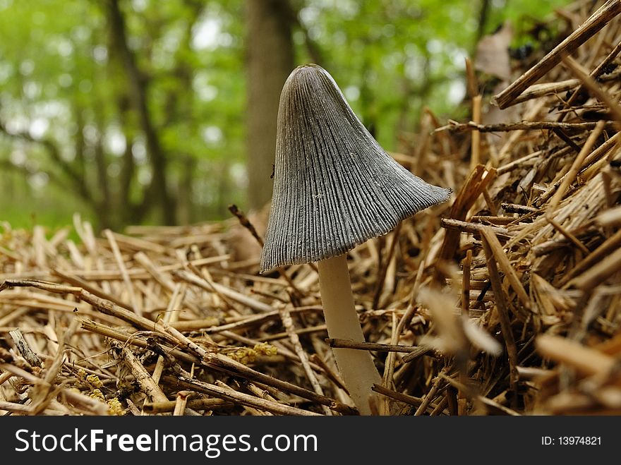 Mushroom In Straw Litter