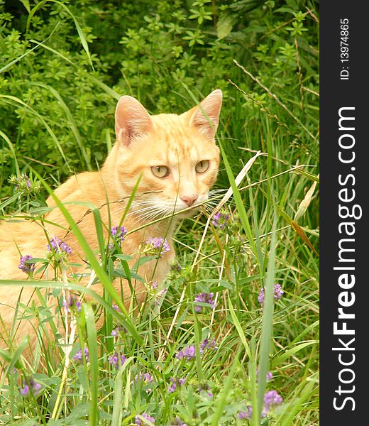 Red cat in the grass