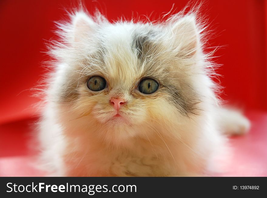 Close up of persian kitten with red background