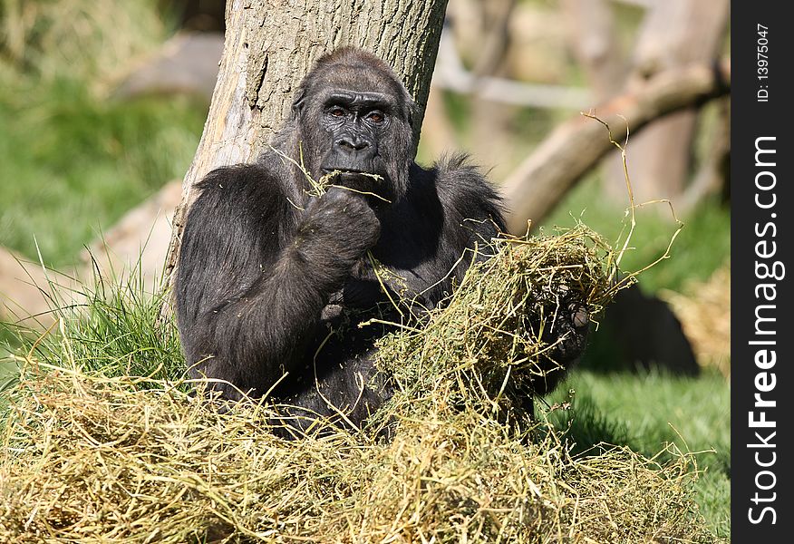 A female Gorilla relaxing and having a light lunch