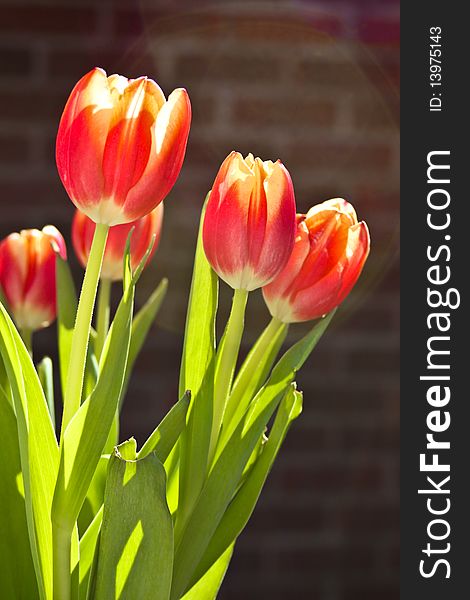 Red tulip bouquet in the sunlight with a brick wall in the background. Red tulip bouquet in the sunlight with a brick wall in the background