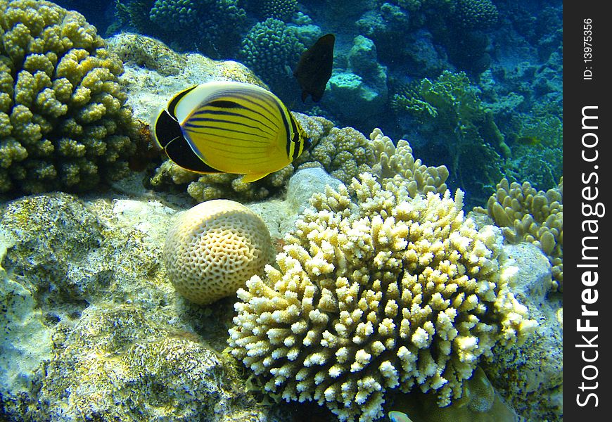 Fish is fed on corals in Red sea. Fish is fed on corals in Red sea