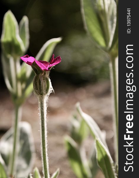 Dark pink flower in sunlight