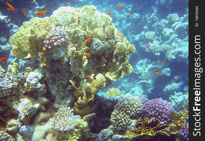 Fish is fed on corals in Red sea. Fish is fed on corals in Red sea