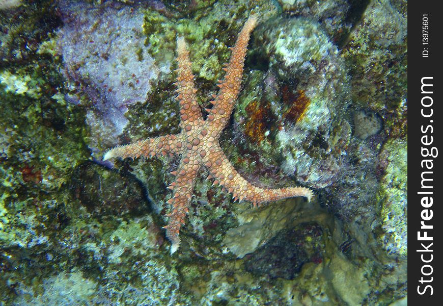 The starfish hangs on a rock. The starfish hangs on a rock