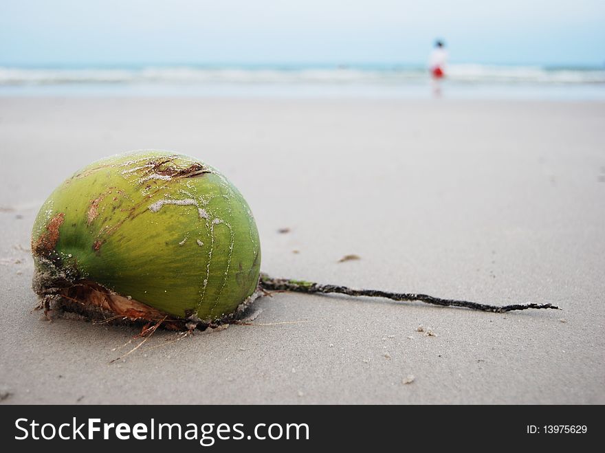 Coconut on the beach, Thailand