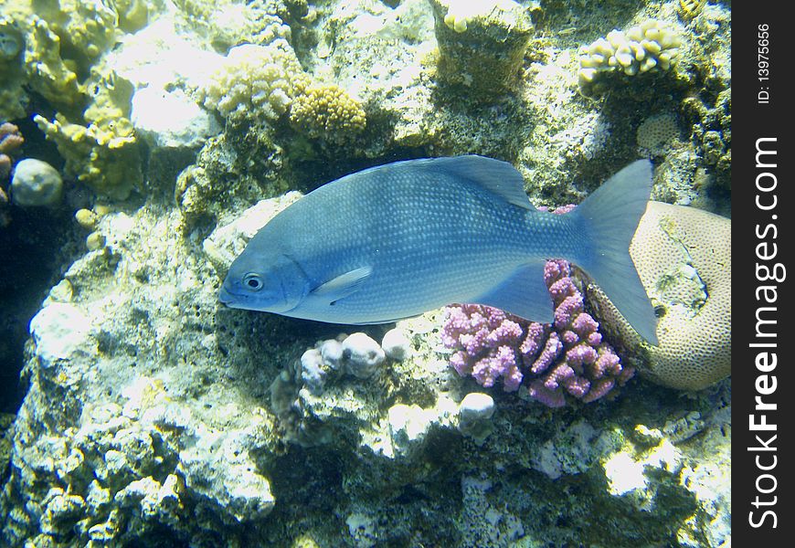 Fish is fed on corals in Red sea. Fish is fed on corals in Red sea