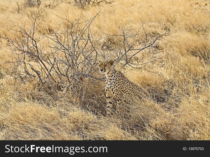 A young cheetah looks out in the dry bush for a prey, masai mara, kenya