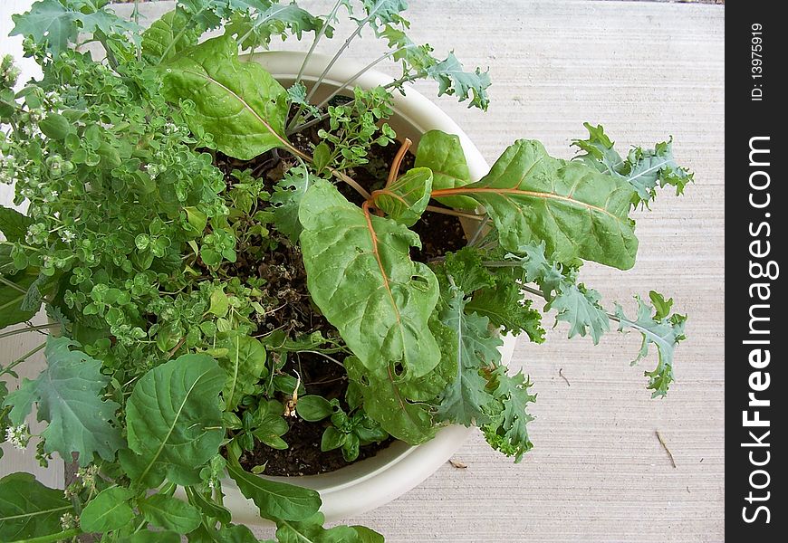 Home grown salad mix in pot started from seeds . Home grown salad mix in pot started from seeds .