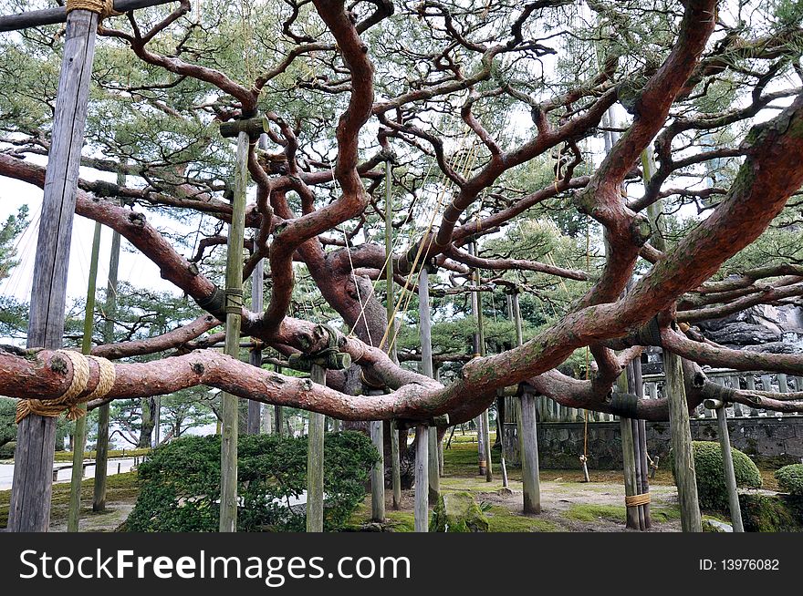 One of the oldest and biggest trees in Japan, Kenrokuen garden, Kanazawa