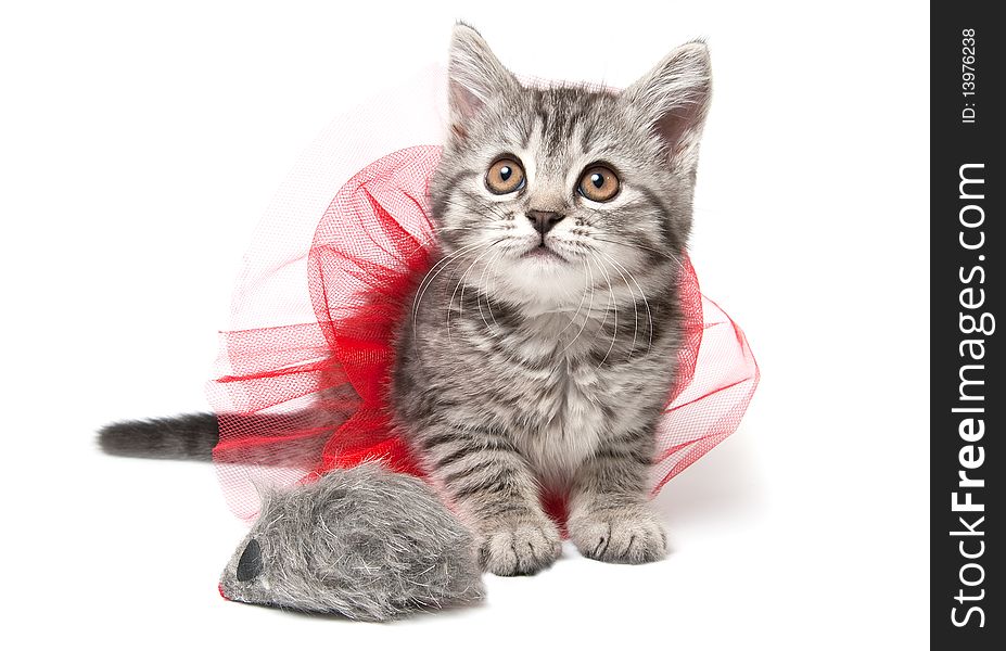 Grey kitten with funny red skirt and mouse toy, isolated on white. Grey kitten with funny red skirt and mouse toy, isolated on white