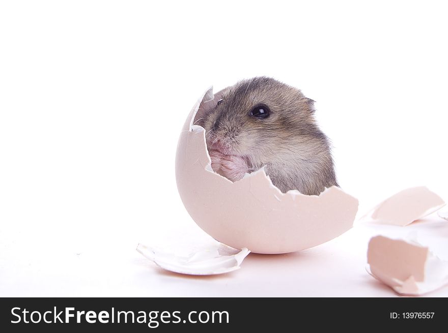Little baby hamster in the shell isolated on white background. Little baby hamster in the shell isolated on white background