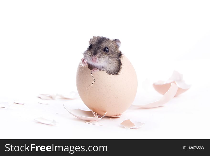 Little baby hamster in the shell isolated on white background. Little baby hamster in the shell isolated on white background