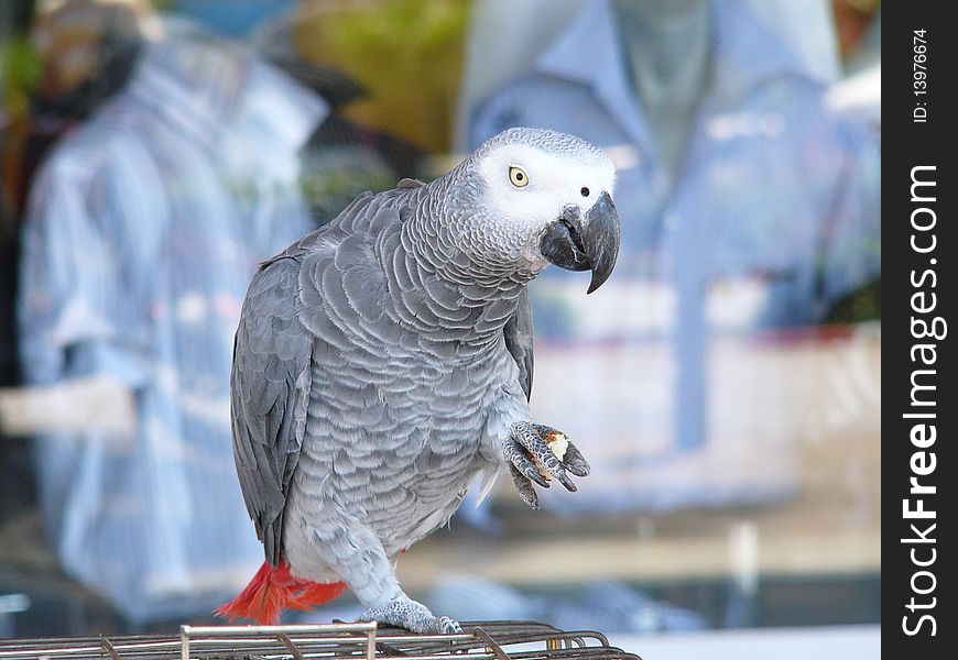 Parrot with bread