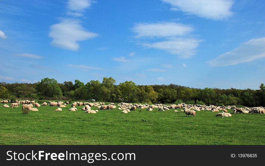A flock of sheep grazing fresh grass