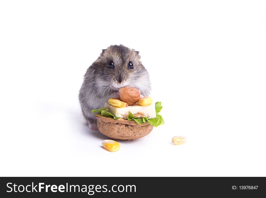 Hamster in food on the white isolated background. Hamster in food on the white isolated background