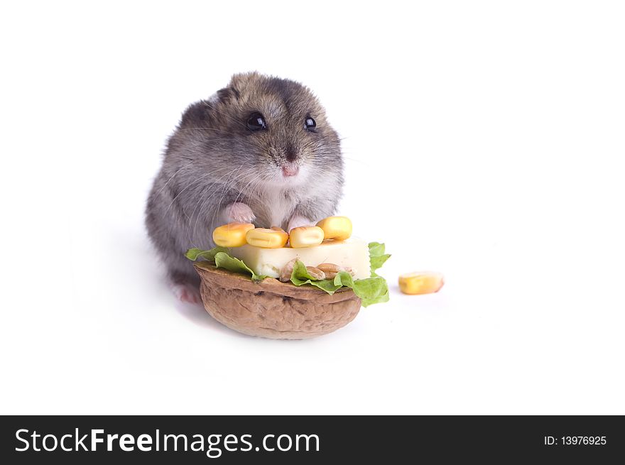 Hamster in food on the white isolated background. Hamster in food on the white isolated background