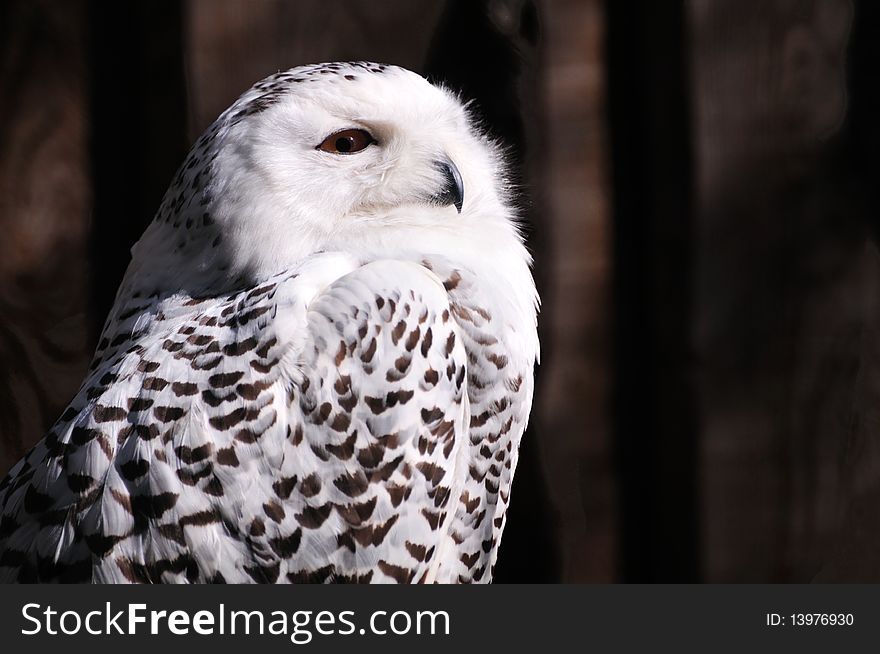 Snowy Owl (Bubo scandiacus) sunlit against a dark background