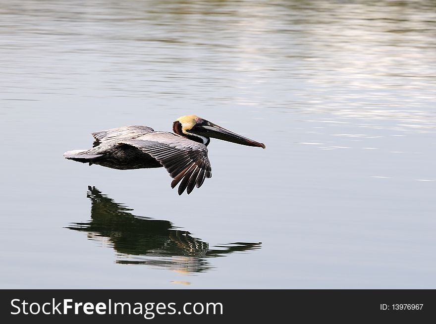 A pelican gliding just above the surface of the water.