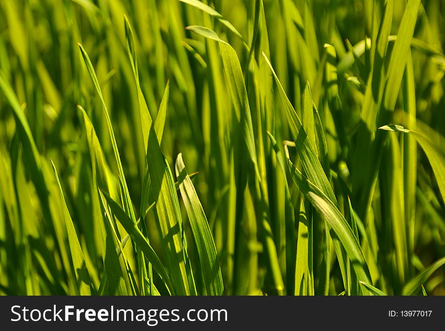 Fresh spring green grass close up