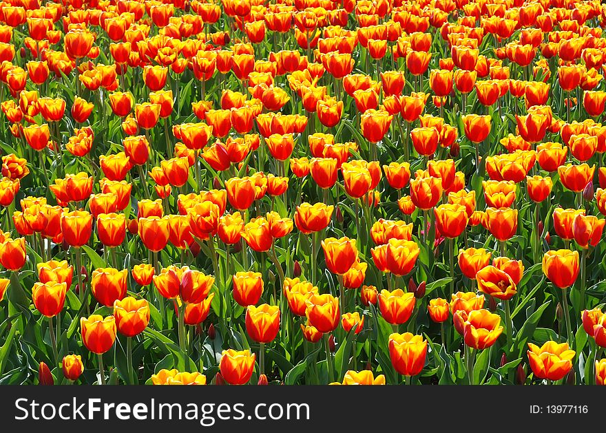 A filed with beautiful tulips.