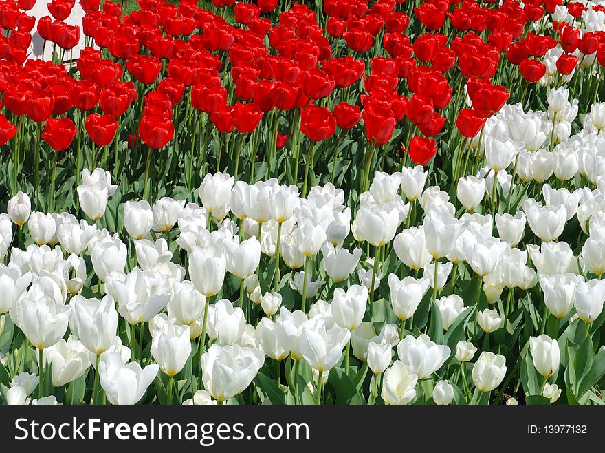 White and red tulips in spring.