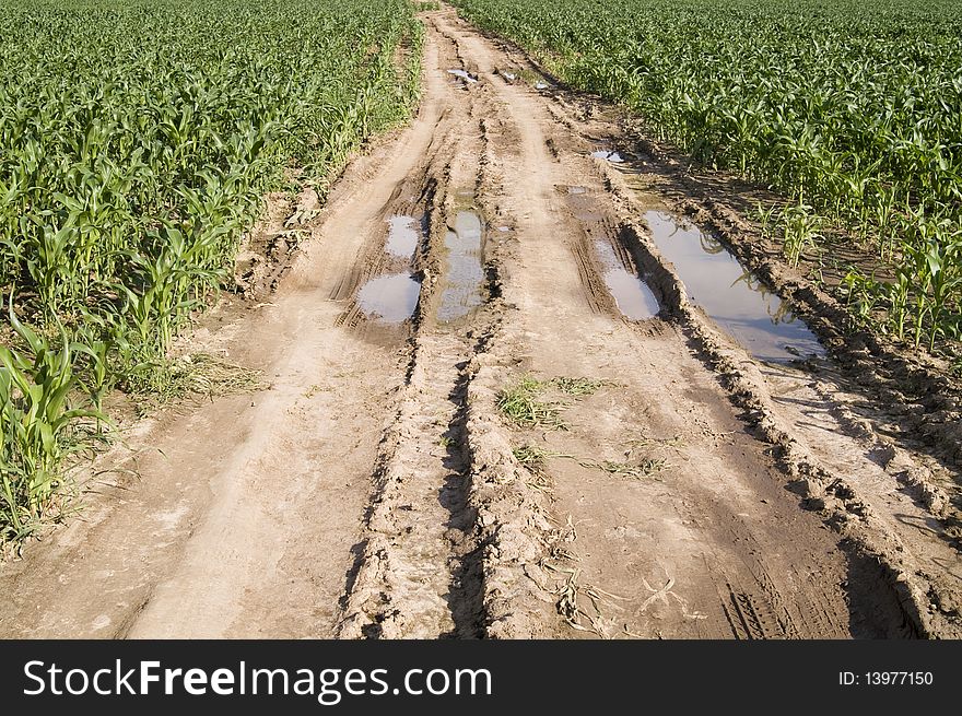 Dirty road and green grass