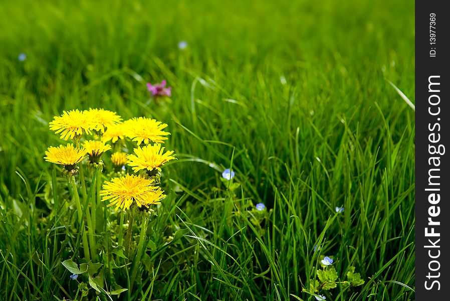 Dandelion flowers in the grass. Dandelion flowers in the grass