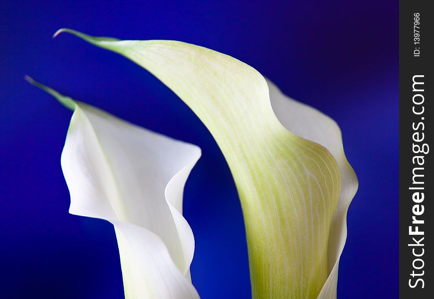 Two white calla blooms on blue background