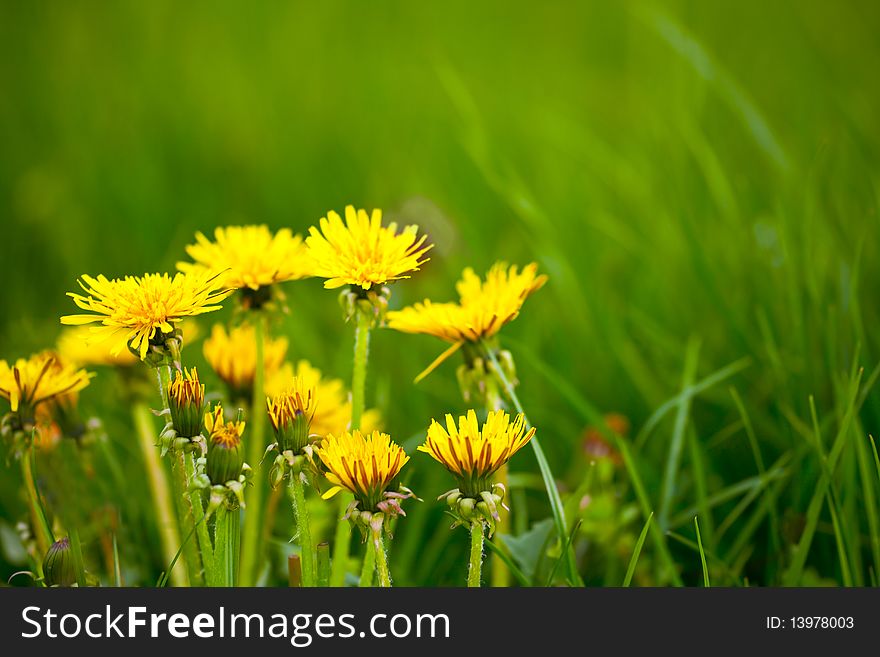 Close up with dandelions in the grass