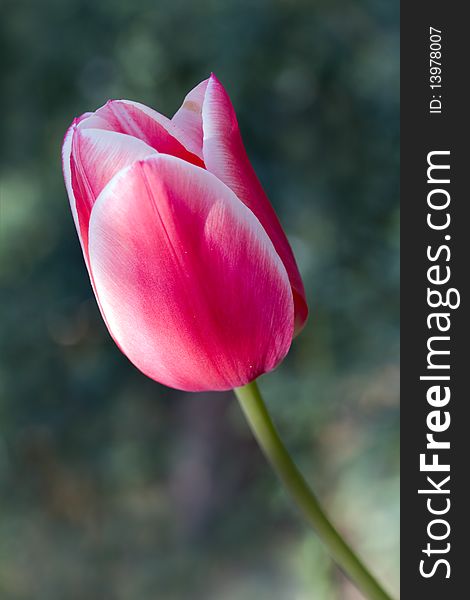 A Pink Tulip- Close Up