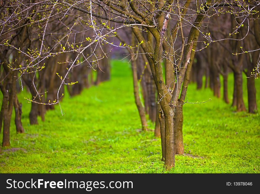 Rows of trees on a green field. Rows of trees on a green field