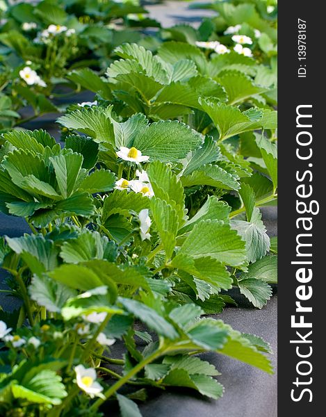 Closeup of a strawberry plant with several blossoms. Closeup of a strawberry plant with several blossoms