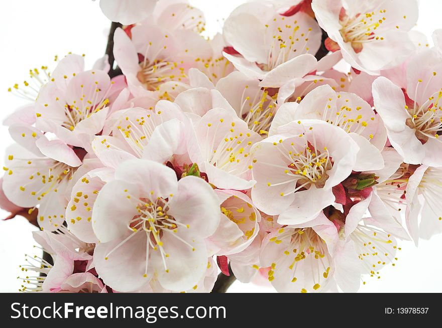 Blossoming an apricot on a white background